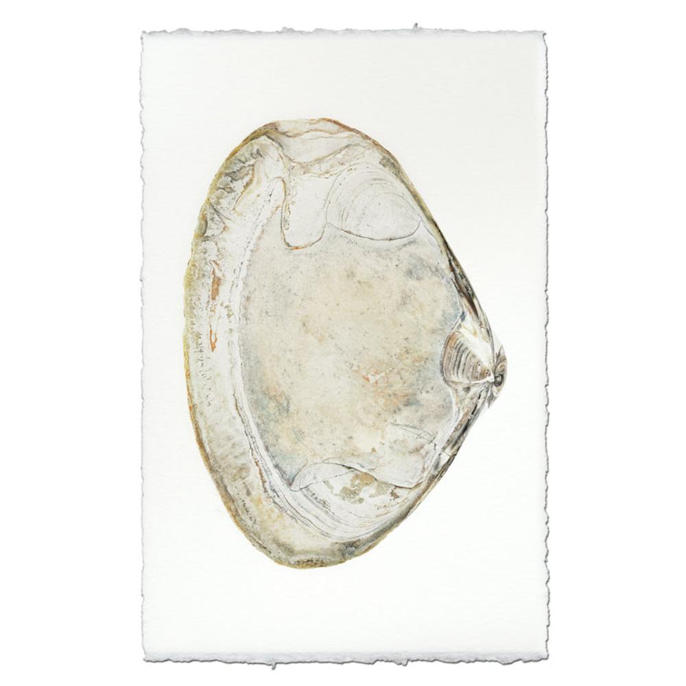 shell natural ocean coastal photography art handmade paper