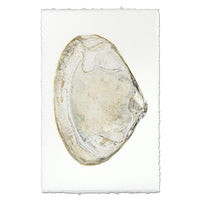 shell natural ocean coastal photography art handmade paper