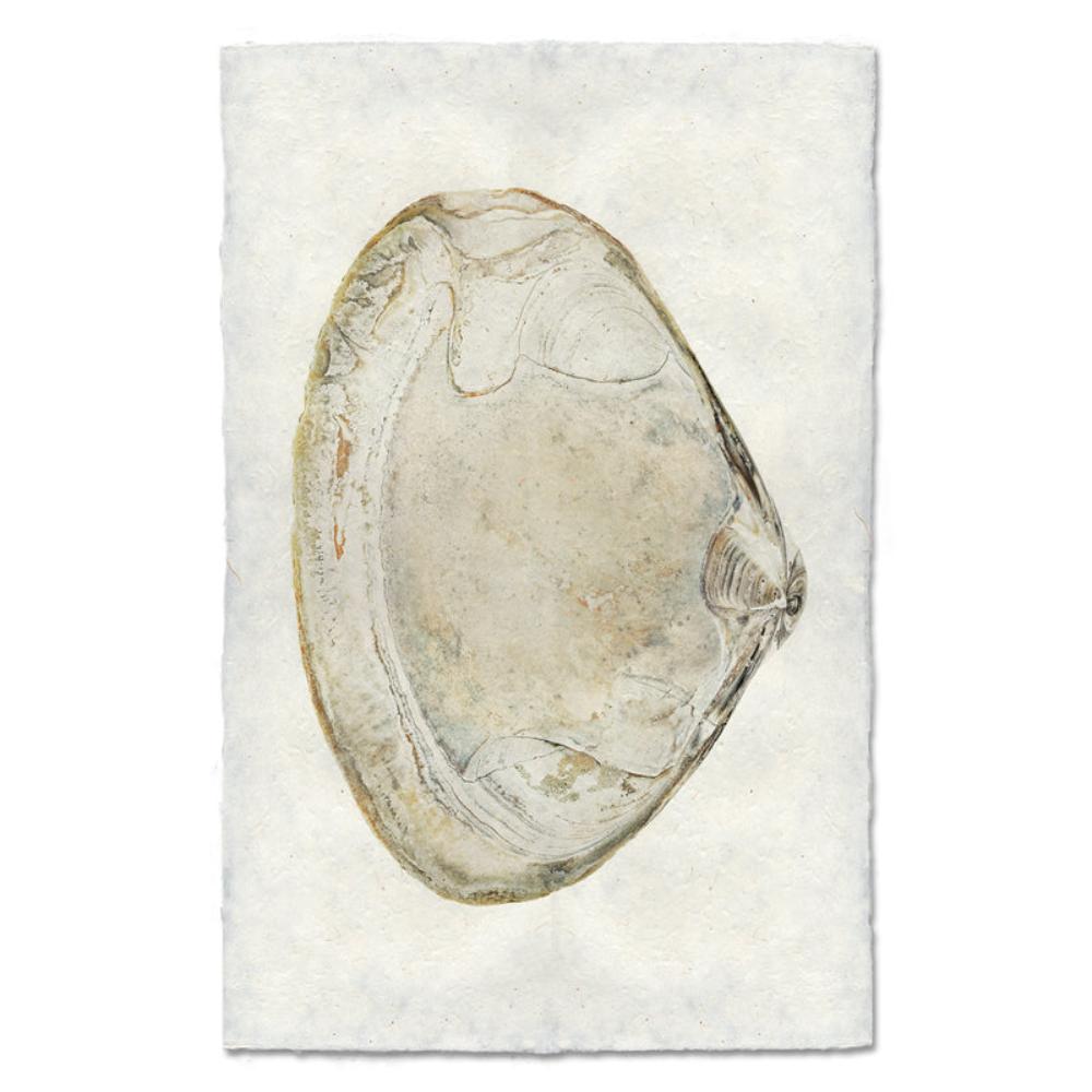 shell natural ocean coastal photography art handmade paper