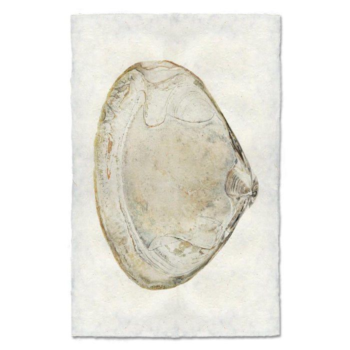 shell natural ocean coastal photography art handmade paper