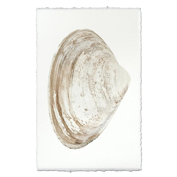 shell natural ocean coastal photography art handmade paper