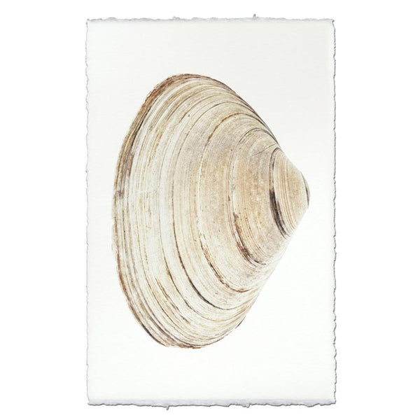 shell natural ocean coastal photography art handmade paper