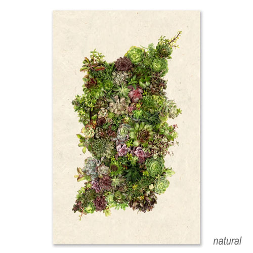 Grand Format Photography Art - Collective Succulents (paper + hanging options)