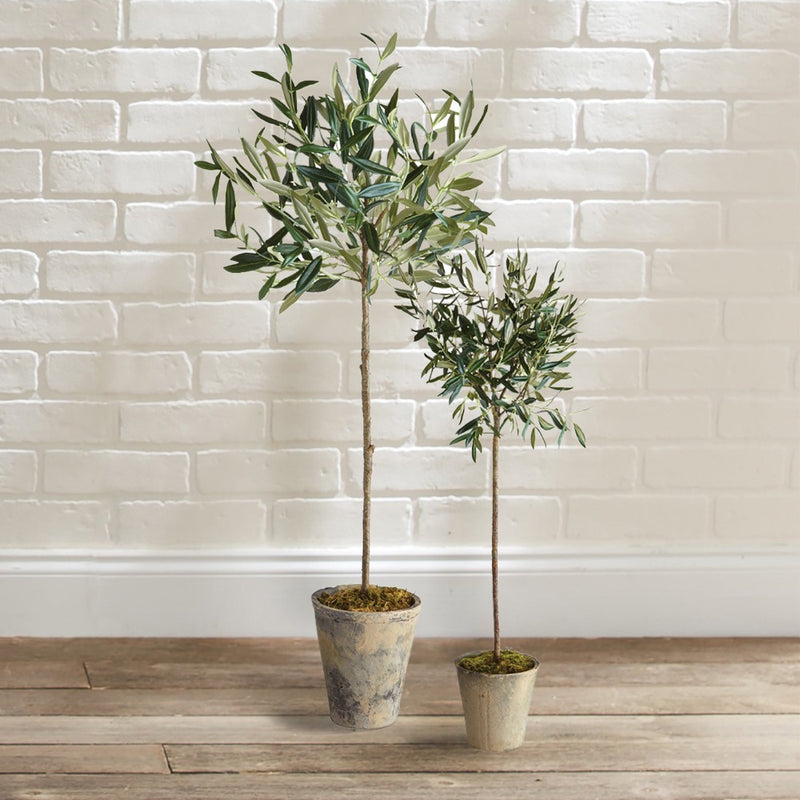 potted olive tree silver green leaves small
