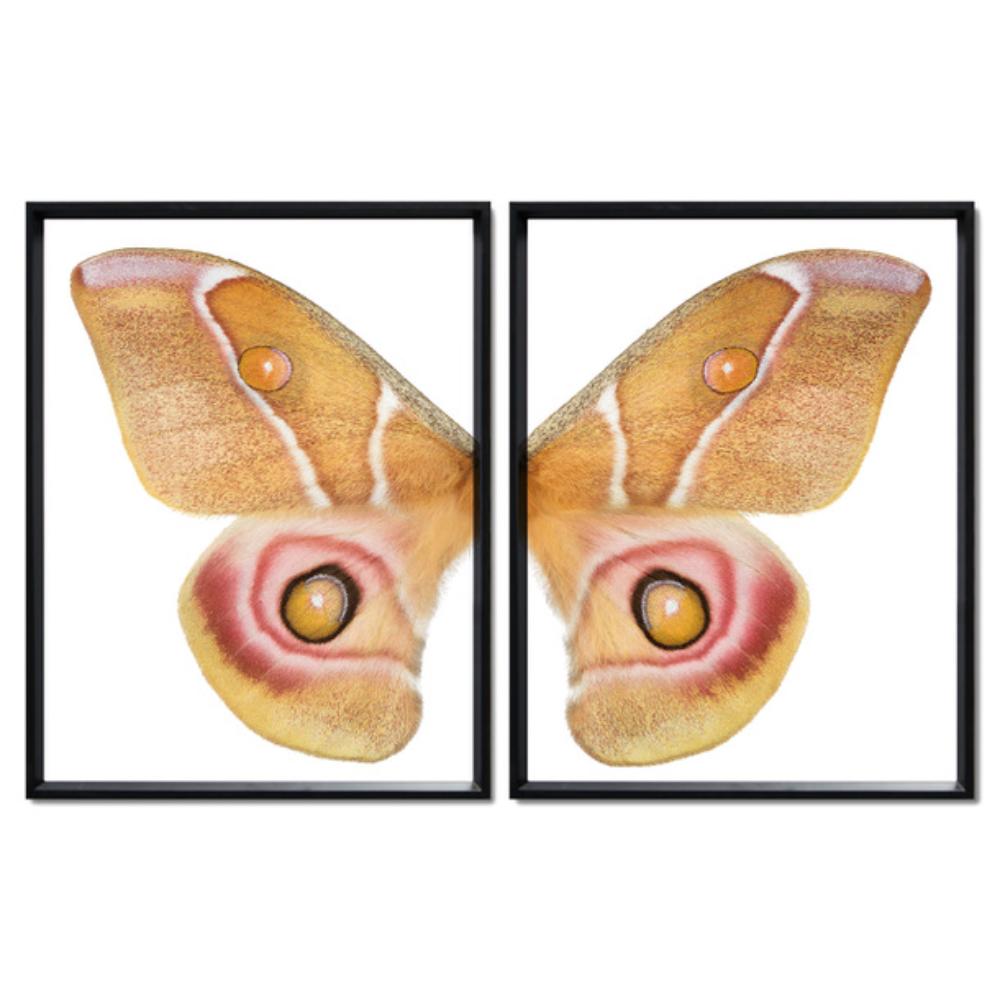butterfly papilionoidea photography large yellow handmade paper black frame