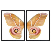 butterfly papilionoidea photography large yellow handmade paper black frame