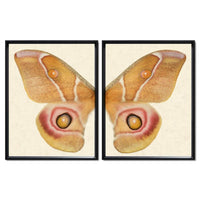 butterfly papilionoidea photography large yellow handmade paper black frame