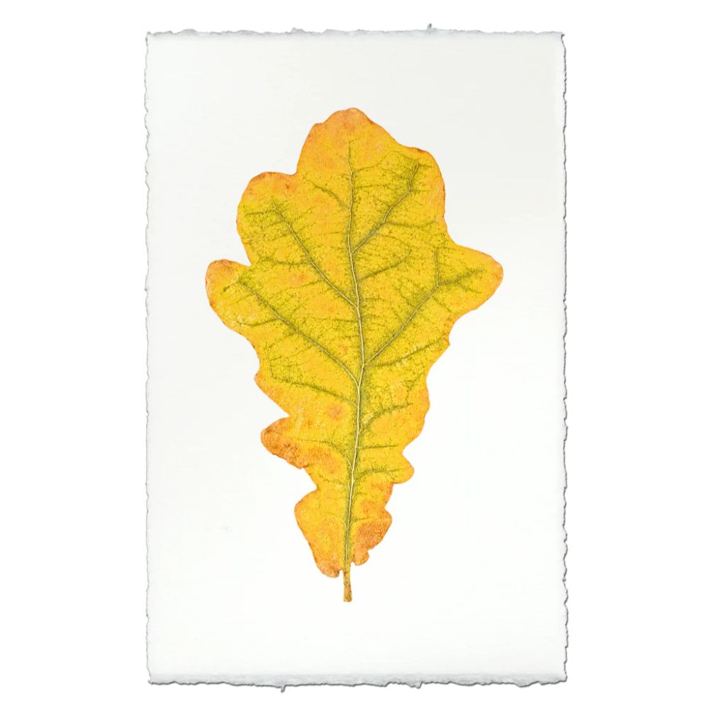 photography handmade paper oak leaf nature wall art