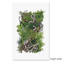 large photography art forest floor collective ferns grand