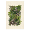 large photography art forest floor collective ferns grand