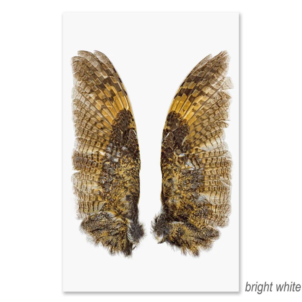 A close-up image from Barloga Studios' "Owl Wings Grand Format Photography Art" (available with paper and hanging options) showcases two symmetrical bird wings spread open against a bright white background. The wings exhibit an intricate pattern of brown, black, and yellow feathers, reminiscent of nature-inspired art pieces.