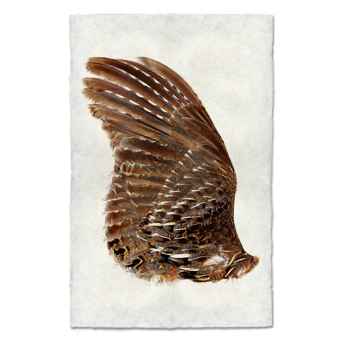 A turky bird wing, left wing, displayed on a textured off-white paper background. The wing features intricate patterns of brown, tan, and white feathers.