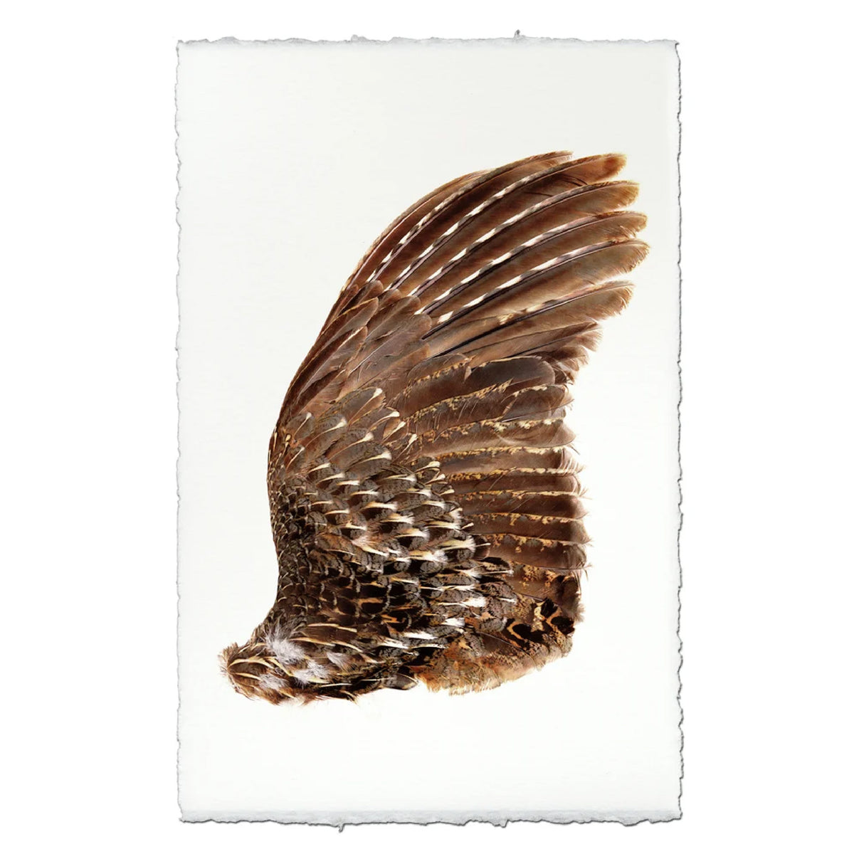 A turkey bird wing, right wing, displayed on a white sheet of textured, hand-drawn paper against a clean white background.
