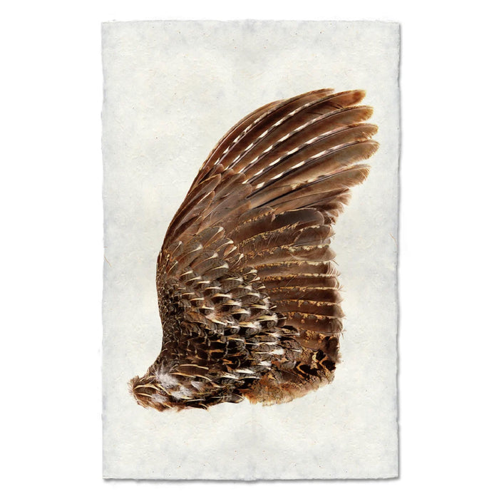 A turkey bird wing, right wing,  displayed on a textured off-white paper background.