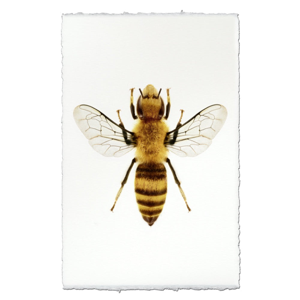 Realistic depiction of a bee on a textured white background