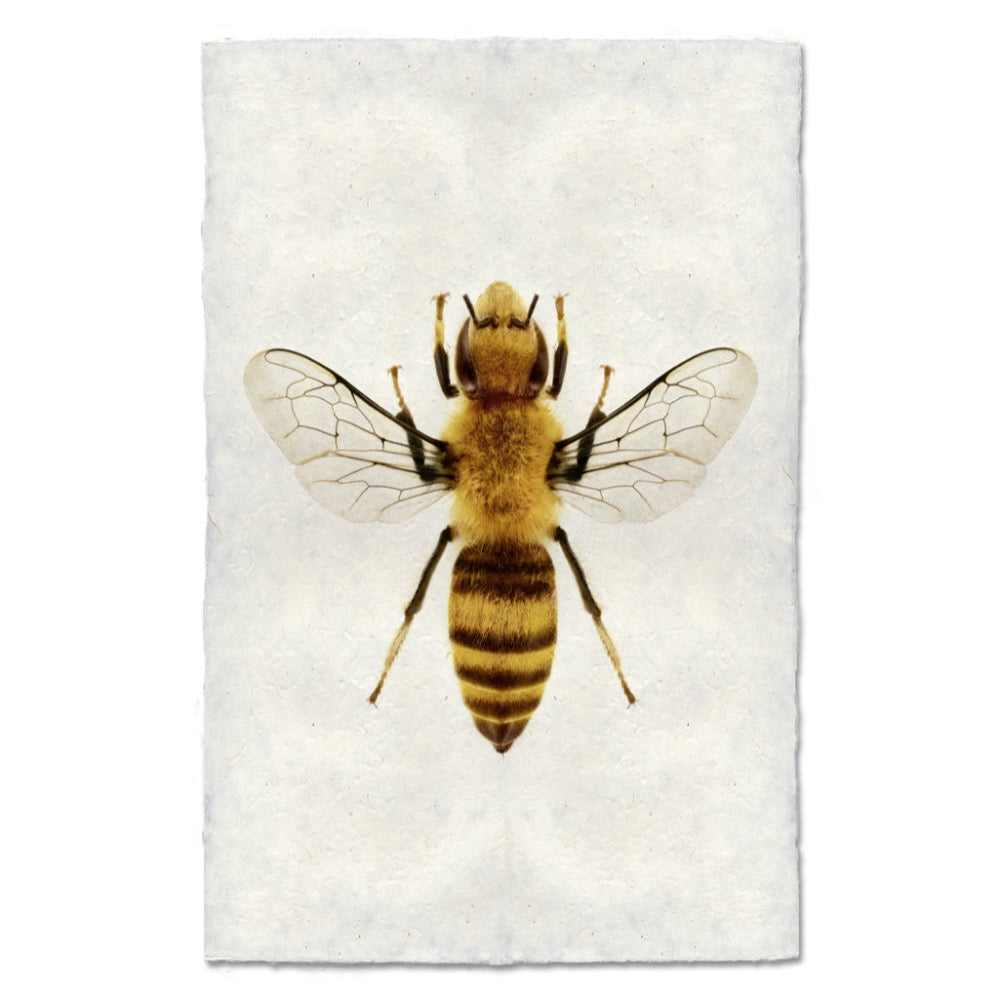 Realistic depiction of a bee on an off white background