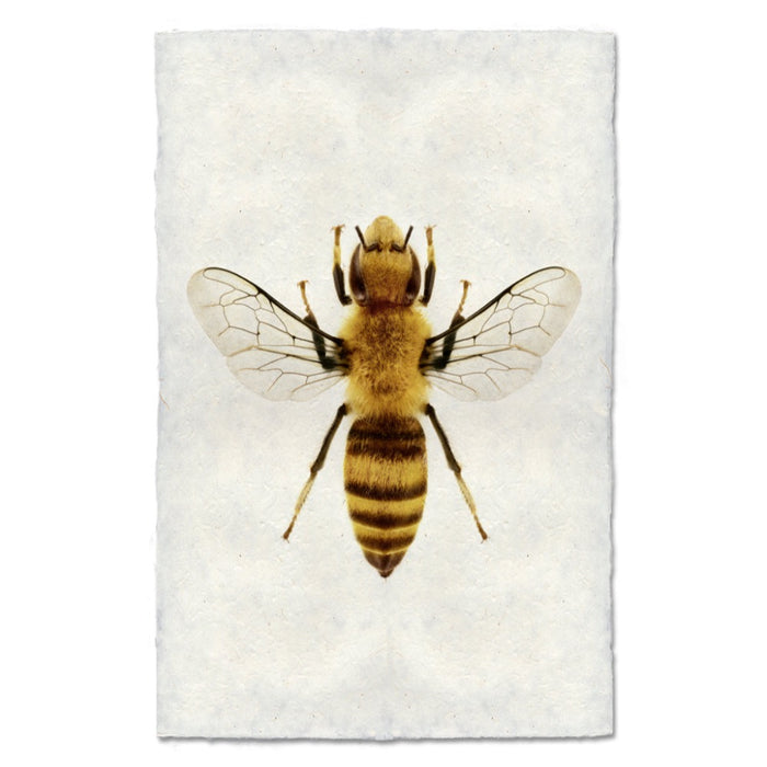 Realistic depiction of a bee on an off white background