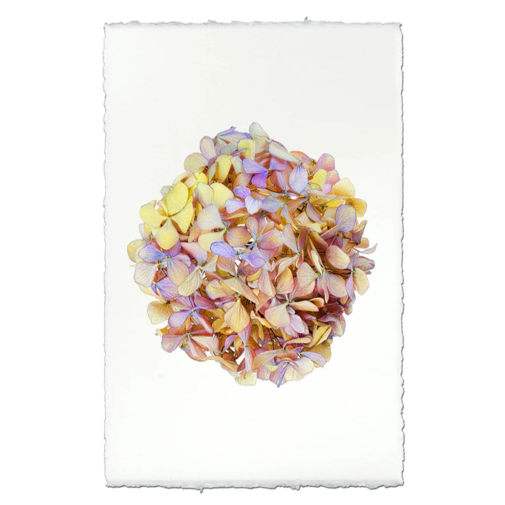 photography handmade paper pink yellow hydrangea plant