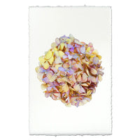 photography handmade paper pink yellow hydrangea plant