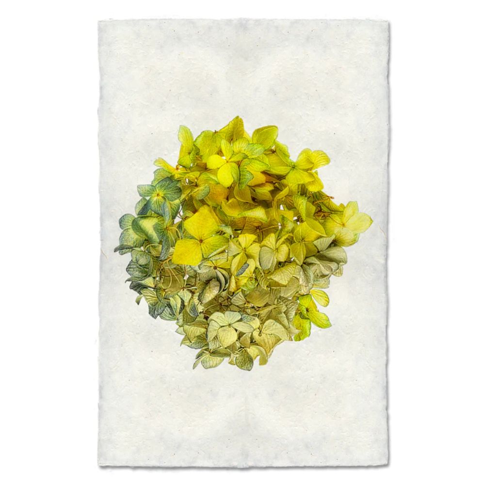 photography handmade paper blue green hydrangea plant