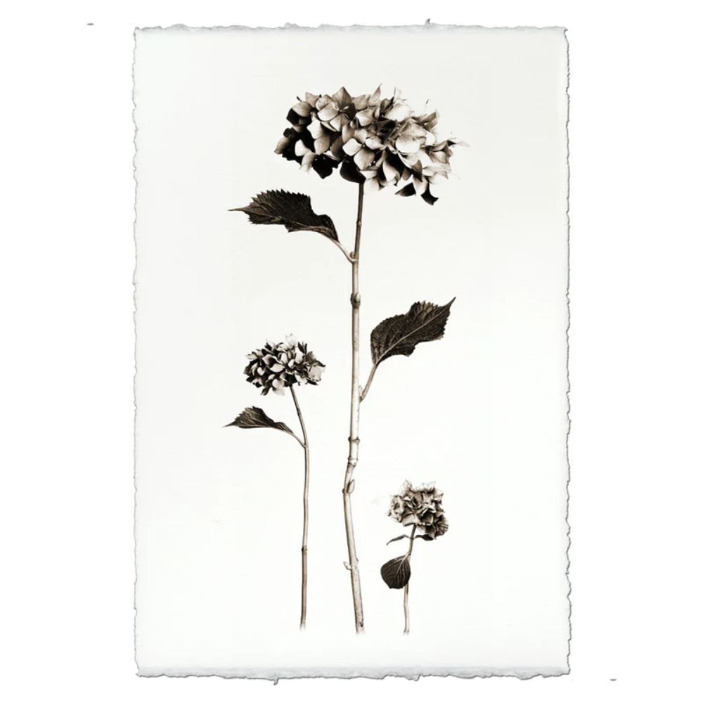Black White Hydrangeas Flower Photography on Handmade Paper