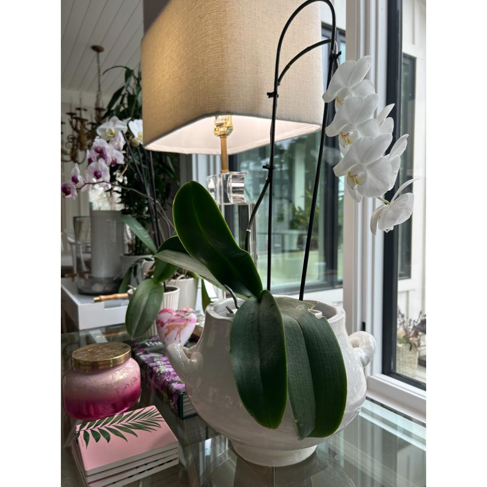 White orchid in a Napa Home & Garden Ceramic Glazed Wellon Footed Cachepot on a glass table by the window.