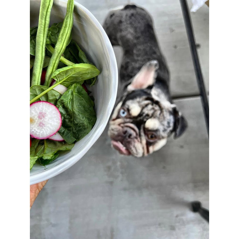 melamine bowl salad dog lifestyle