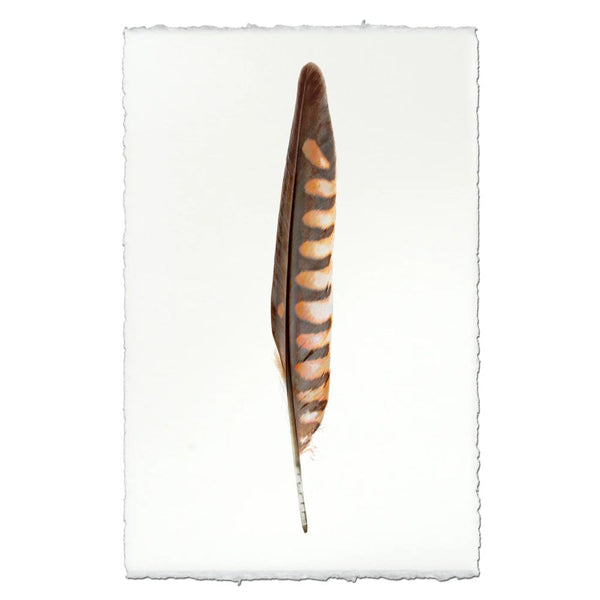kestrel feather framed photography art