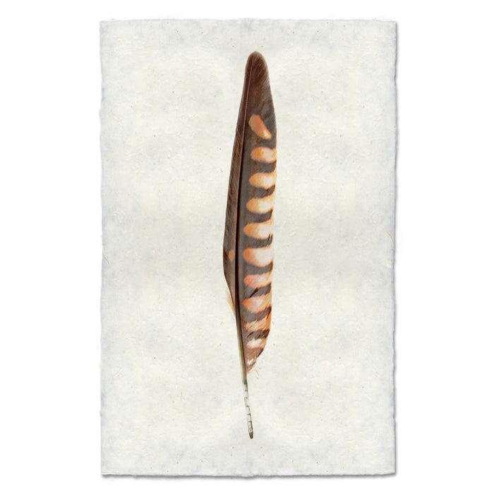 kestrel feather framed photography art