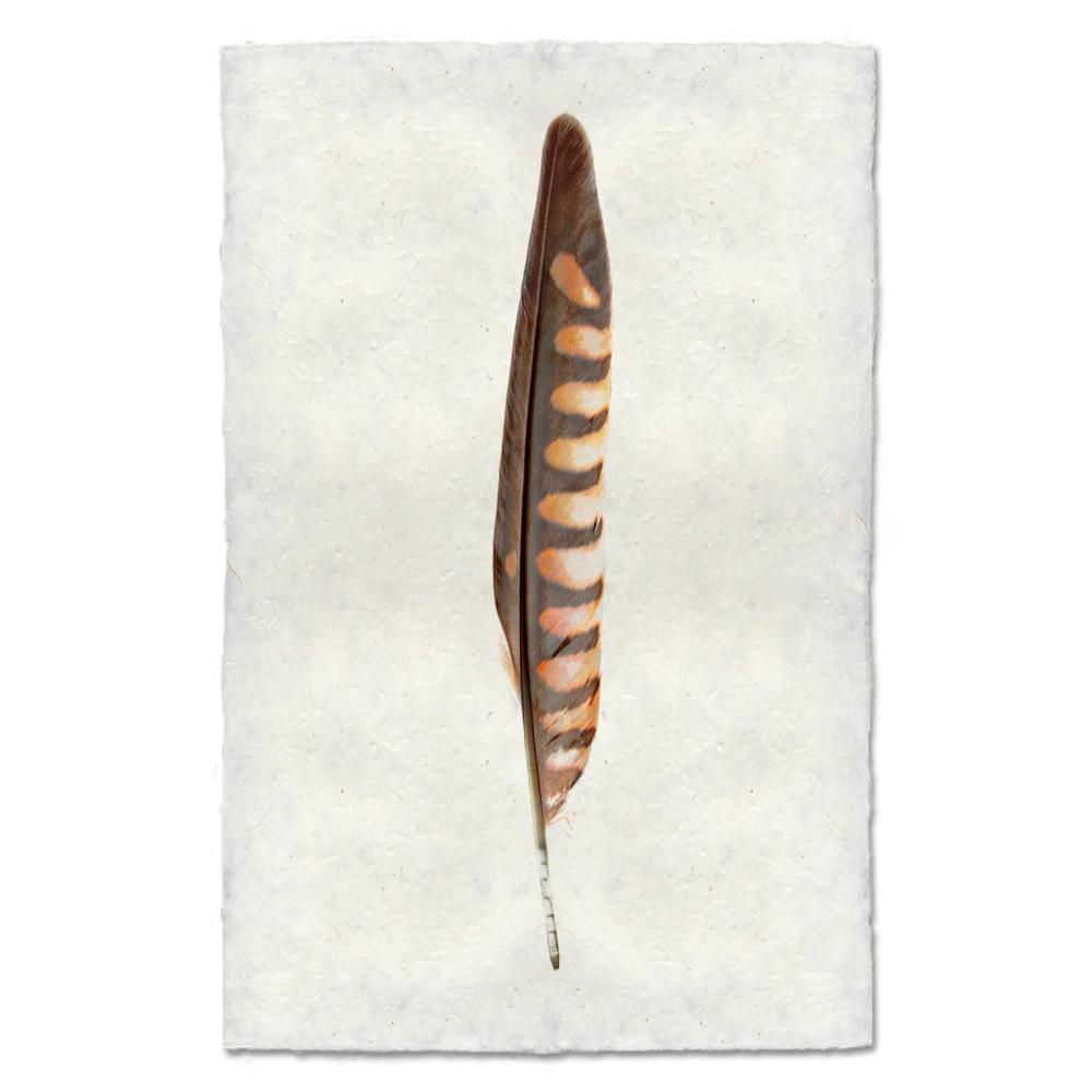 kestrel feather framed photography art