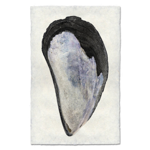 photography art print mussel shell blue white coastal decor