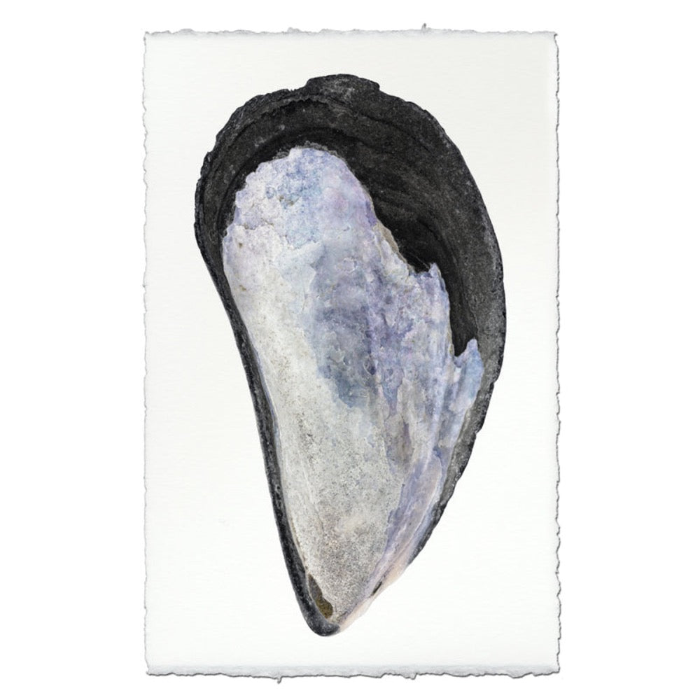 photography art print mussel shell blue white coastal decor