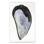 photography art print mussel shell blue white coastal decor