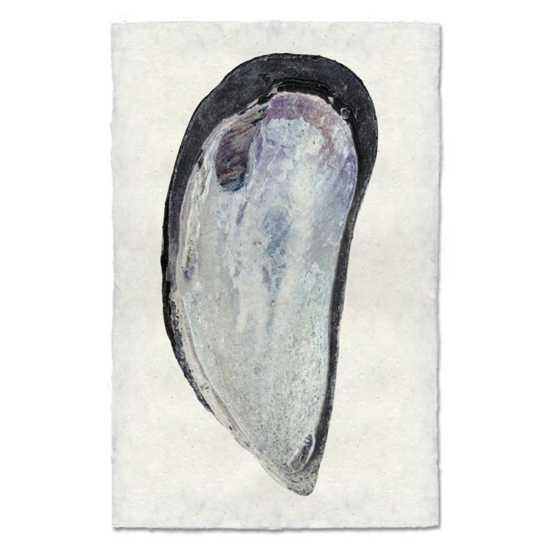 photography art print mussel shell blue white coastal decor