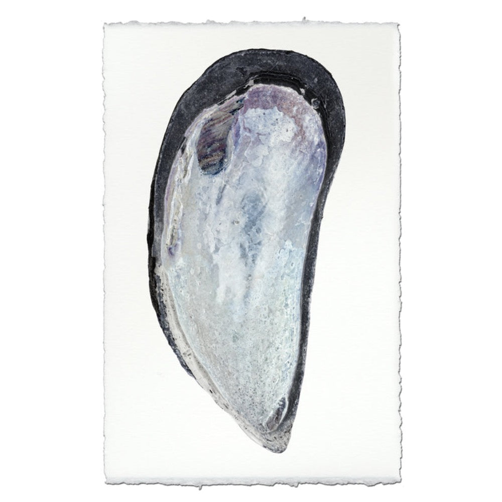 photography art print mussel shell blue white coastal decor
