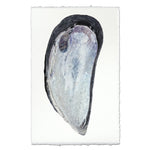 photography art print mussel shell blue white coastal decor