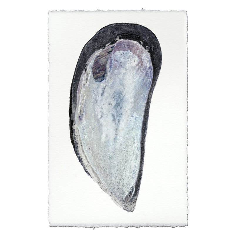 photography art print mussel shell blue white coastal decor