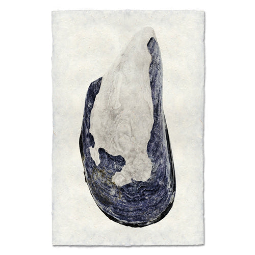 photography art print mussel shell blue white coastal decor