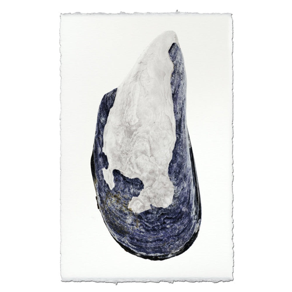 photography art print mussel shell blue white coastal decor