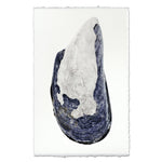 photography art print mussel shell blue white coastal decor