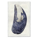 photography art print mussel shell blue white coastal decor
