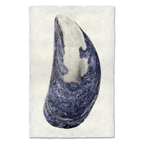 photography art print mussel shell blue white coastal decor