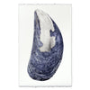 photography art print mussel shell blue white coastal decor