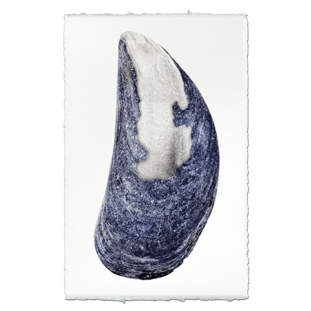 photography art print mussel shell blue white coastal decor