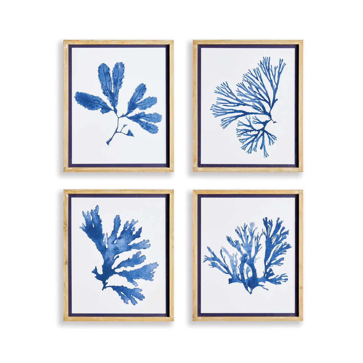 Four framed blue seaweed prints on a white background