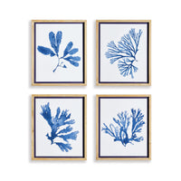 Four framed blue seaweed prints on a white background