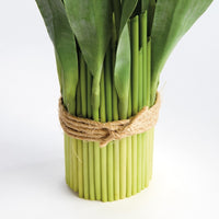 Bunch of green stems tied with twine on a white background