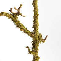 Moss-covered branch on a white background