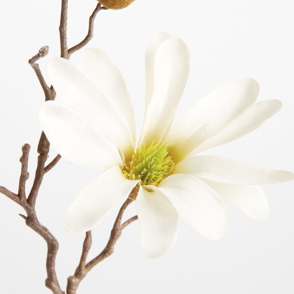 Close-up of a white flower with a green center on a white background