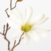 Close-up of a white flower with a green center on a white background